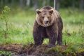 Минприроды рекомендовало ограничить доступ медведей к пищевым отходам