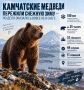 Камчатские медведи пережили снежную зиму — но дело оказалось вовсе не в снеге