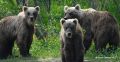 Порядка 20% сообщений от граждан, которые якобы видели медведей в населенных пунктах Камчатки, являются ложными, рассказал ТАСС научный сотрудник Кроноцкого государственного заповедника Владимир Гордиенко