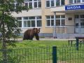 На Камчатке убили медведя, который забрался на территорию школы
