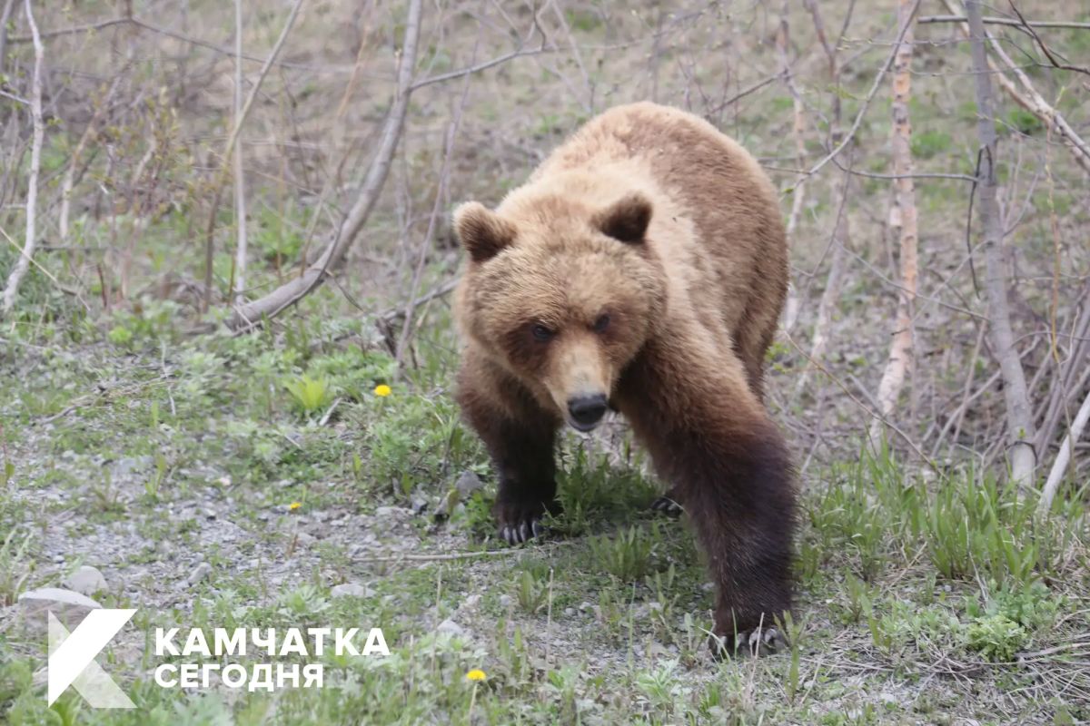 В Палане из-за массового выхода медведей ограничили передвижение подростков