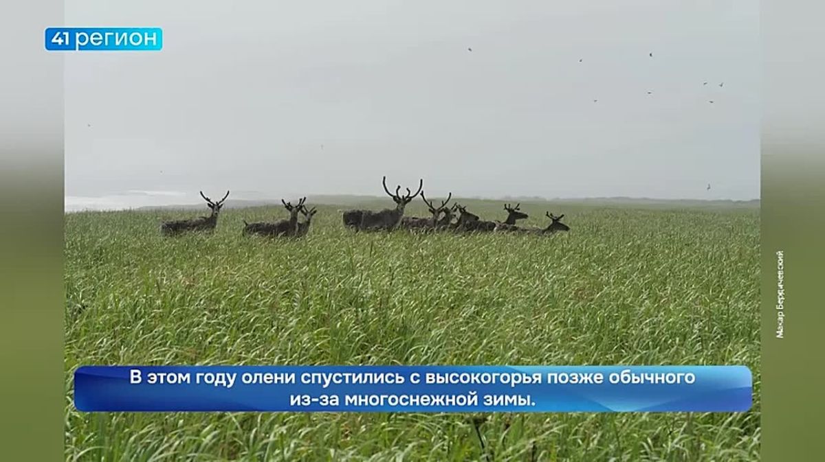 В середине сентября у оленей, занесённых в красную книгу Камчатки, начинается подготовка к брачному сезону
