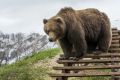 В Палане из-за нашествия медведей ввели комендантский час