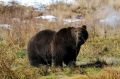 В Усть-Камчатске ввели режим повышенной готовности из-за визитов медведей