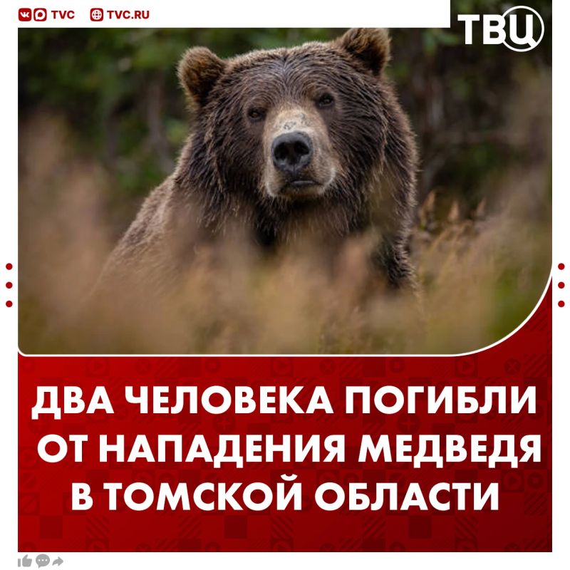 Два человека погибли от нападения медведя в Томской области, сообщили в СК