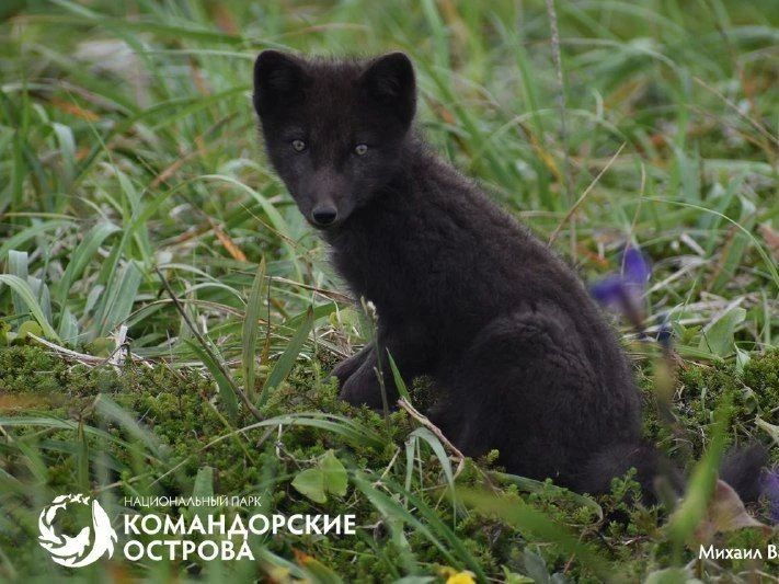 Специалисты запечатлели подросших командорских песцов