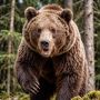 Медведь растерзал сторожа на территории предприятия на Камчатке