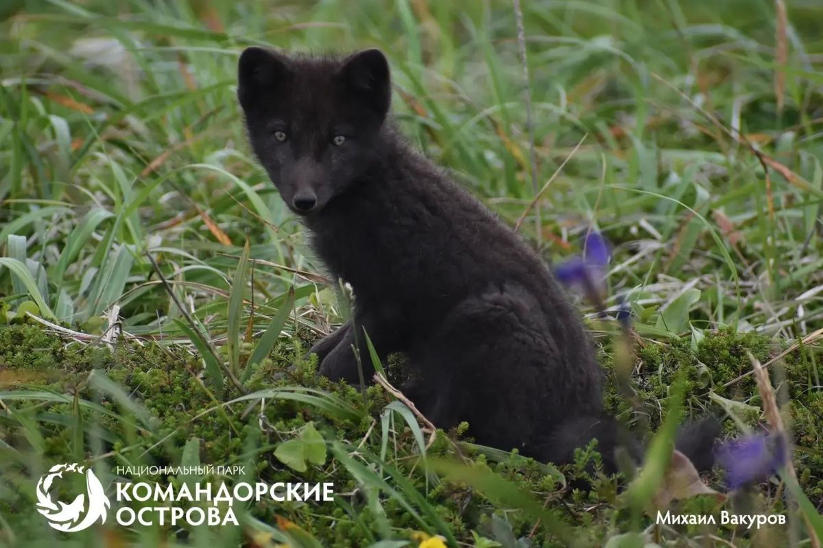 Редкая удача: на Командорах запечатлели подросших щенков беринговского песца