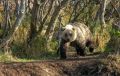 На Камчатке охотники застрелили растерзавшего сторожа медведя