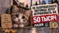 �� ������������ ������� ����� ���������� �� 50 �����