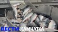 Лосося подвели тёплый океан и тунцы