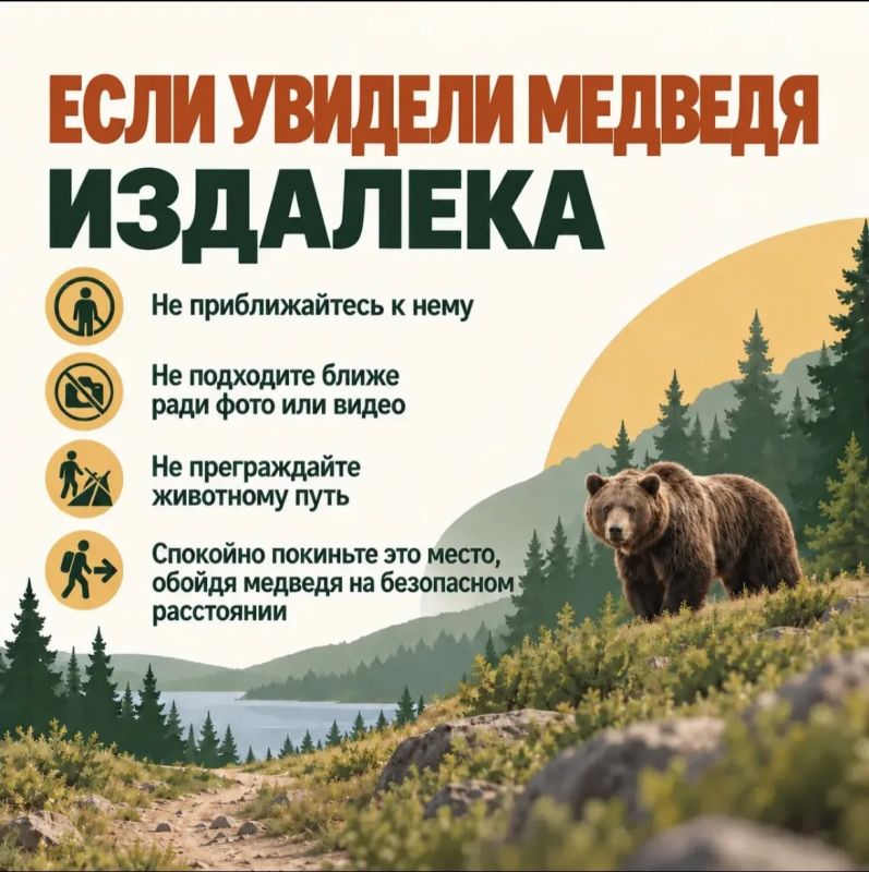 Важно знать, как действовать при встрече с медведем — и на природе, и в населённых пунктах Важно знать, как действовать при встрече с медведем — и на природе, и в населённых пунктах
