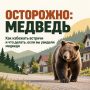 Важно знать, как действовать при встрече с медведем — и на природе, и в населённых пунктах