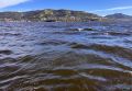 Учёные назвали причины гибели морских звёзд в Авачинской губе
