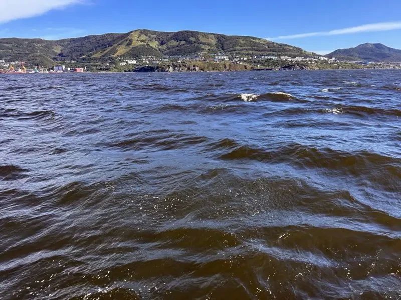 «Красный прилив» заподозрили в гибели морских звёзд на Камчатке