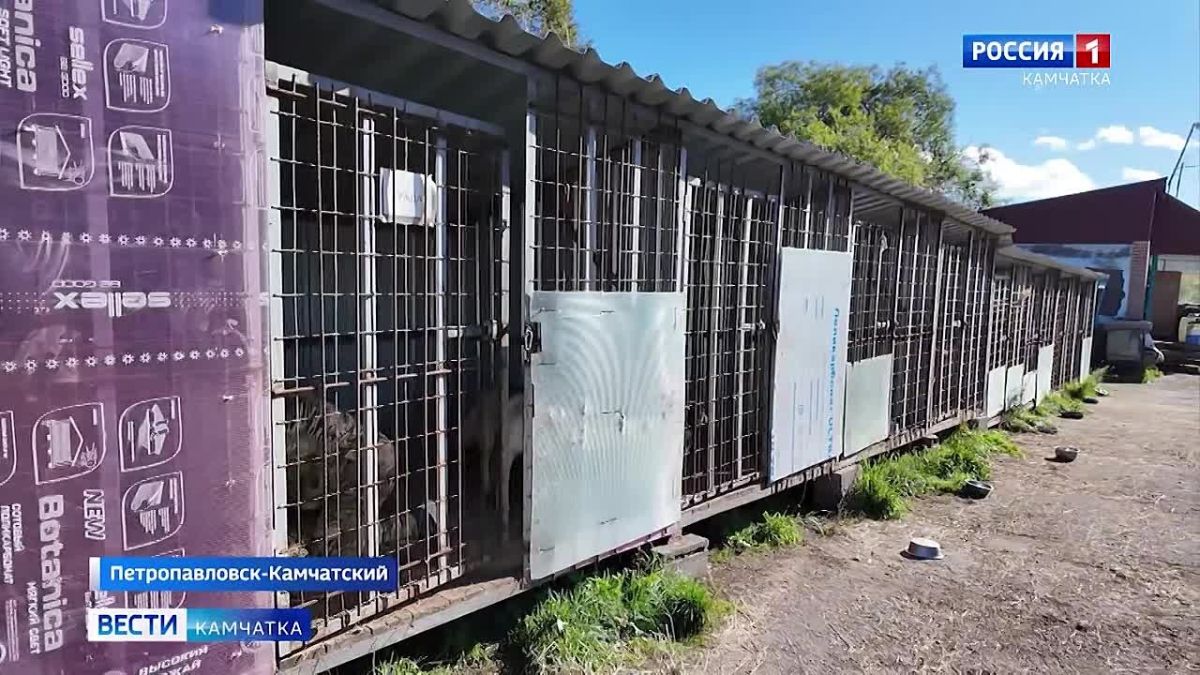 За выброшенных на улицу питомцев предлагают штрафовать на сумму до 50 тысяч рублей, а всех домашних животных — чипировать