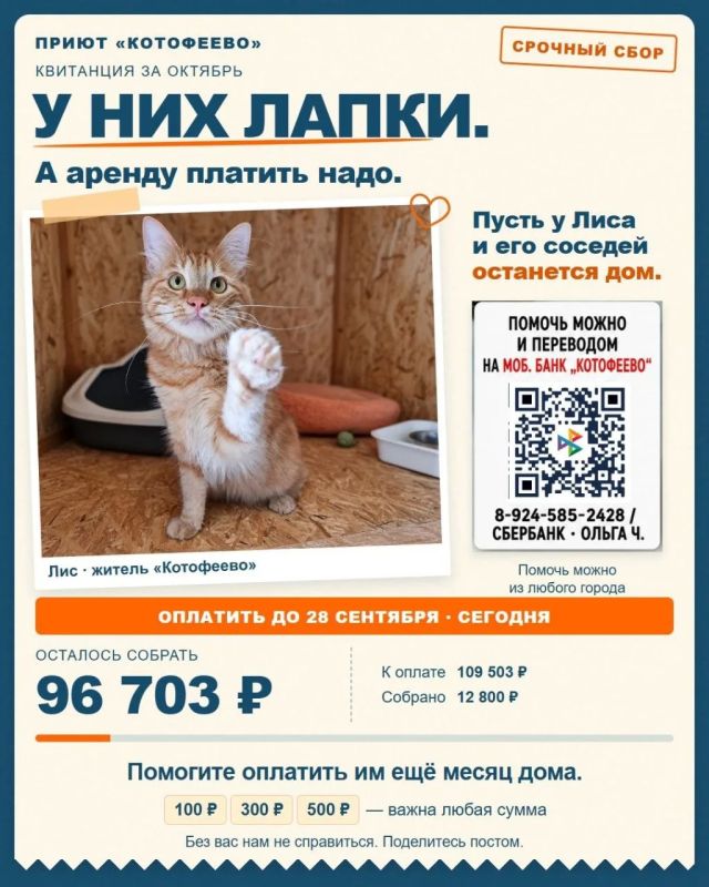 Снимите комнату коту на октябрь