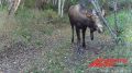 Медведей и лося запечатлела фотоловушка Наш автор не называет локацию, опасаясь, что желающих поохотиться найдется немало Но он сообщил, что людей в этом районе гуляет предостаточно Портал АиФ Камчатка| ВКонтакте |...