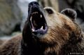 Медведь на Камчатке убил местного жителя, собиравшего клюкву в тундре
