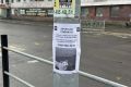 Мэр Вилючинска занялся поиском пропавшей собаки