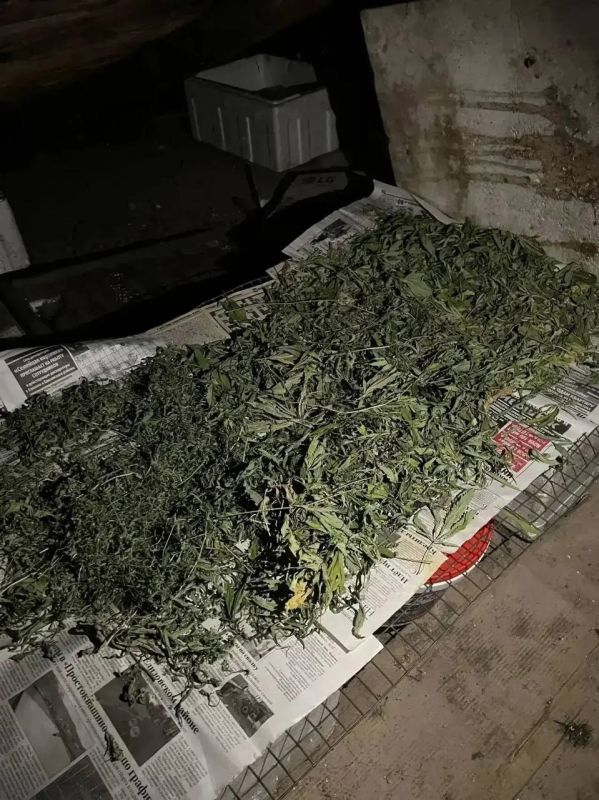 «Садовод» попался с урожаем: в Елизовском районе изъяли 317 граммов конопли «Садовод» попался с урожаем: в Елизовском районе изъяли 317 граммов конопли