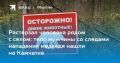 Медведь напал на человека на Камчатке