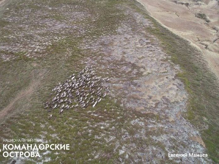 На острове Беринга начались осенние учёты северного оленя