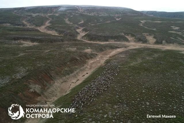 Олени на Командорах начали миграцию раньше обычного