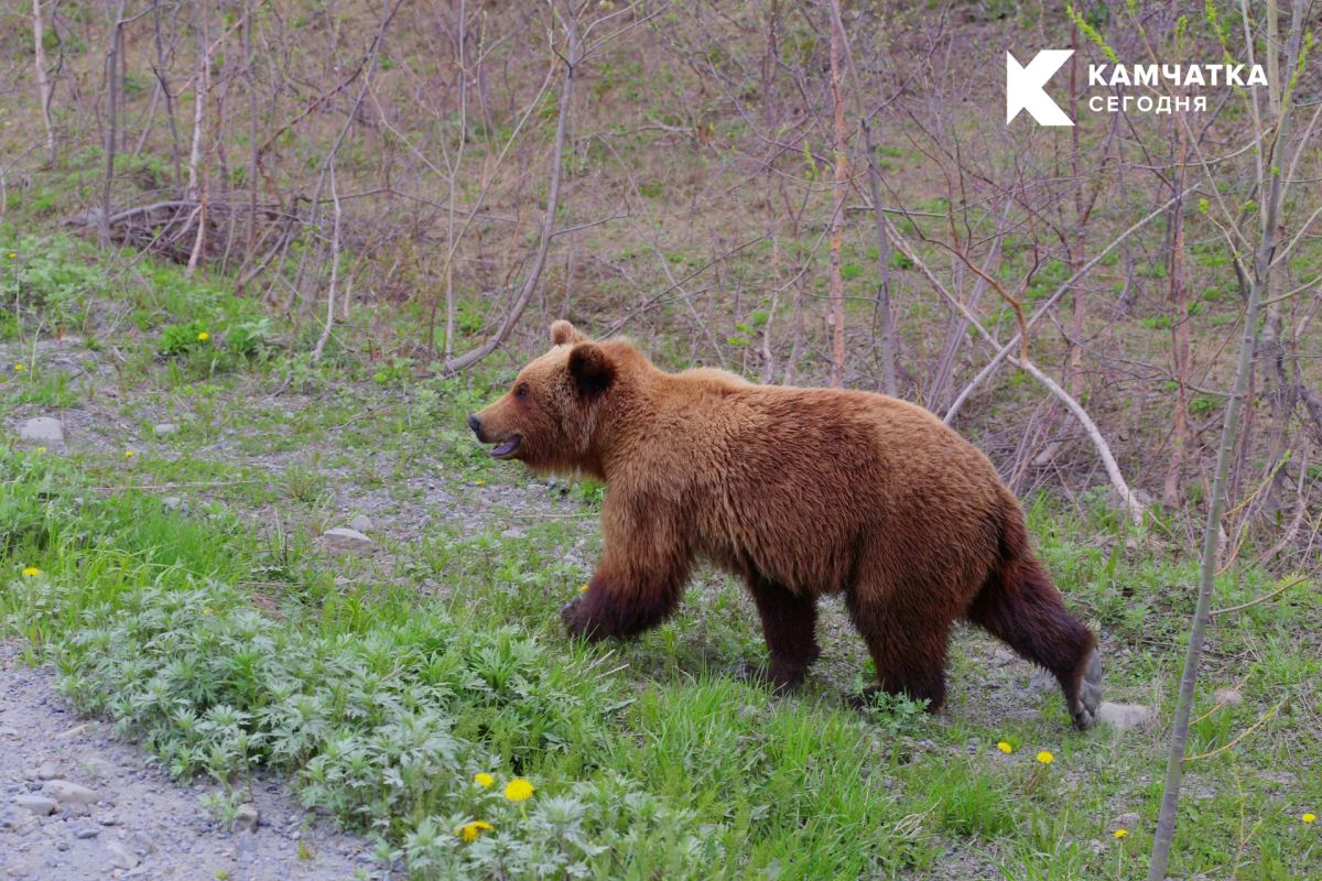 В Петропавловске-Камчатском сигналы о медведях отрабатываются круглосуточно