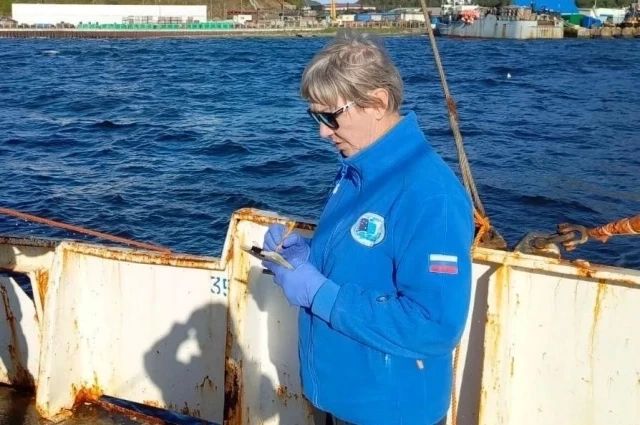 Без паники: обнаруженные в Авачинской губе микроорганизмы не представляют угрозы