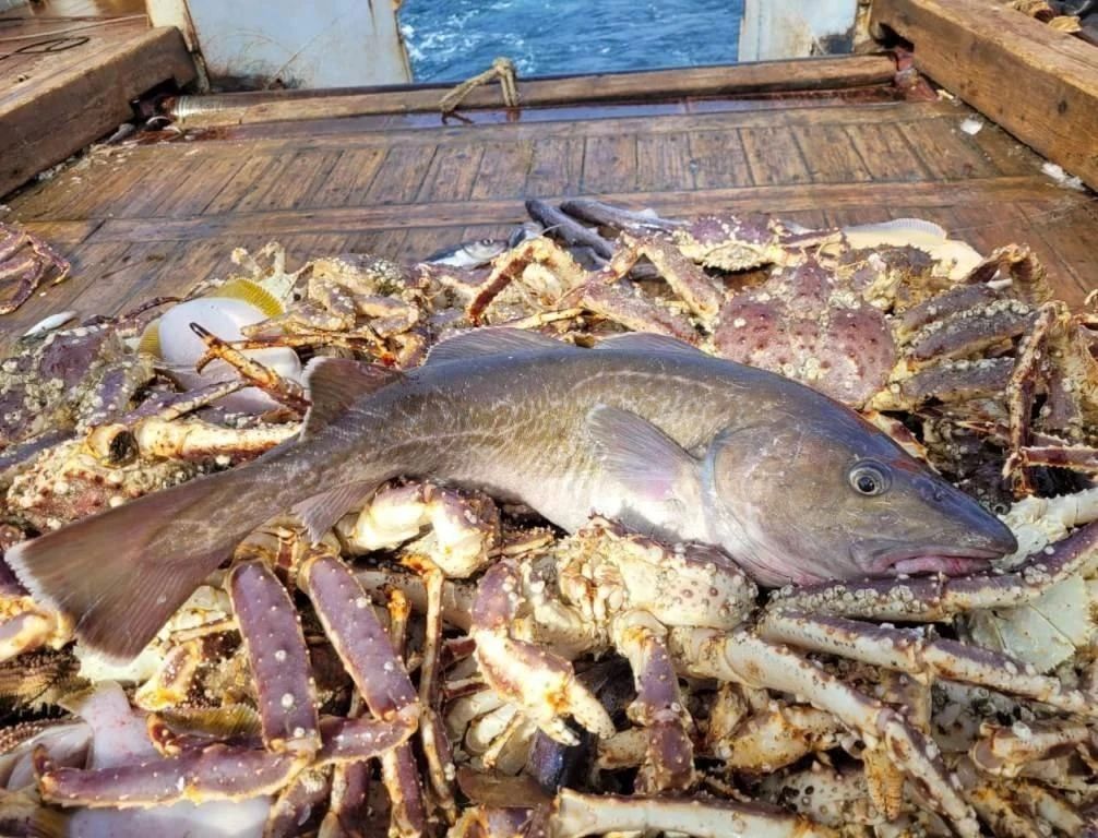 Завершена больная научная экспедиция в дальневосточных морях Завершена больная научная экспедиция в дальневосточных морях