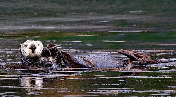 У этой морской выдры в Кроноцком заповеднике есть история возвращения