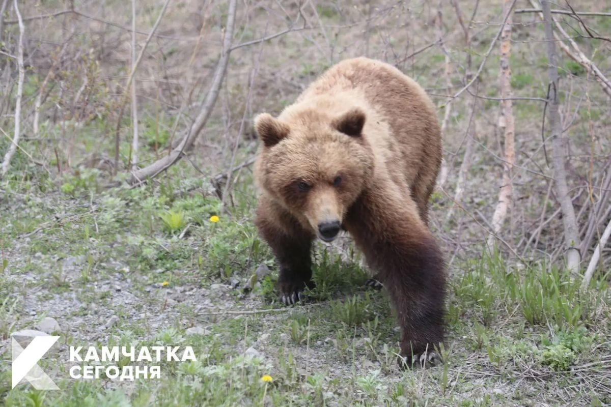 В ПетропавловскеКамчатском за неделю ликвидировали 4 медведя
