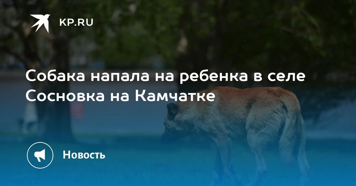 Собака напала на ребенка в камчатском селе