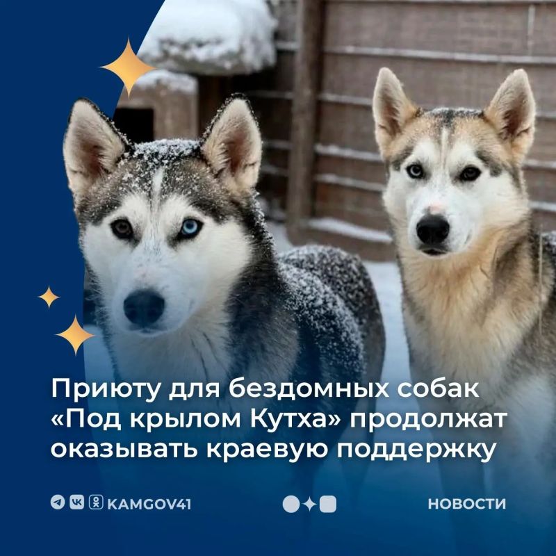 Жительница Камчатки, обратившаяся на прямую линию, попросила поддержать деятельность приюта «Под крылом Кутха», где содержатся около 130 животных