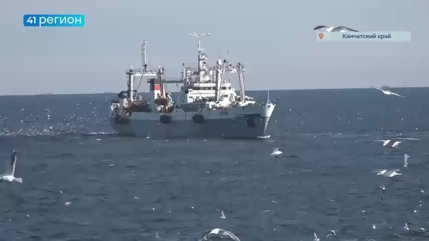 Минтай уходит всё дальше на север: учёные нашли его ДНК в Арктике