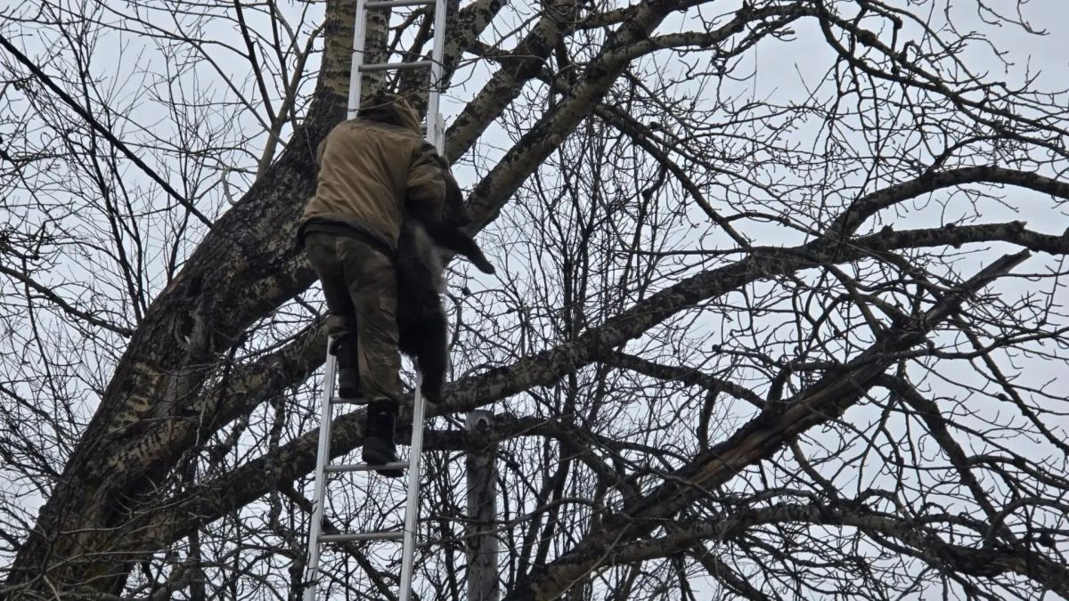 В Коряках спасатели сняли с дерева трёх медвежат В Коряках спасатели сняли с дерева трёх медвежат