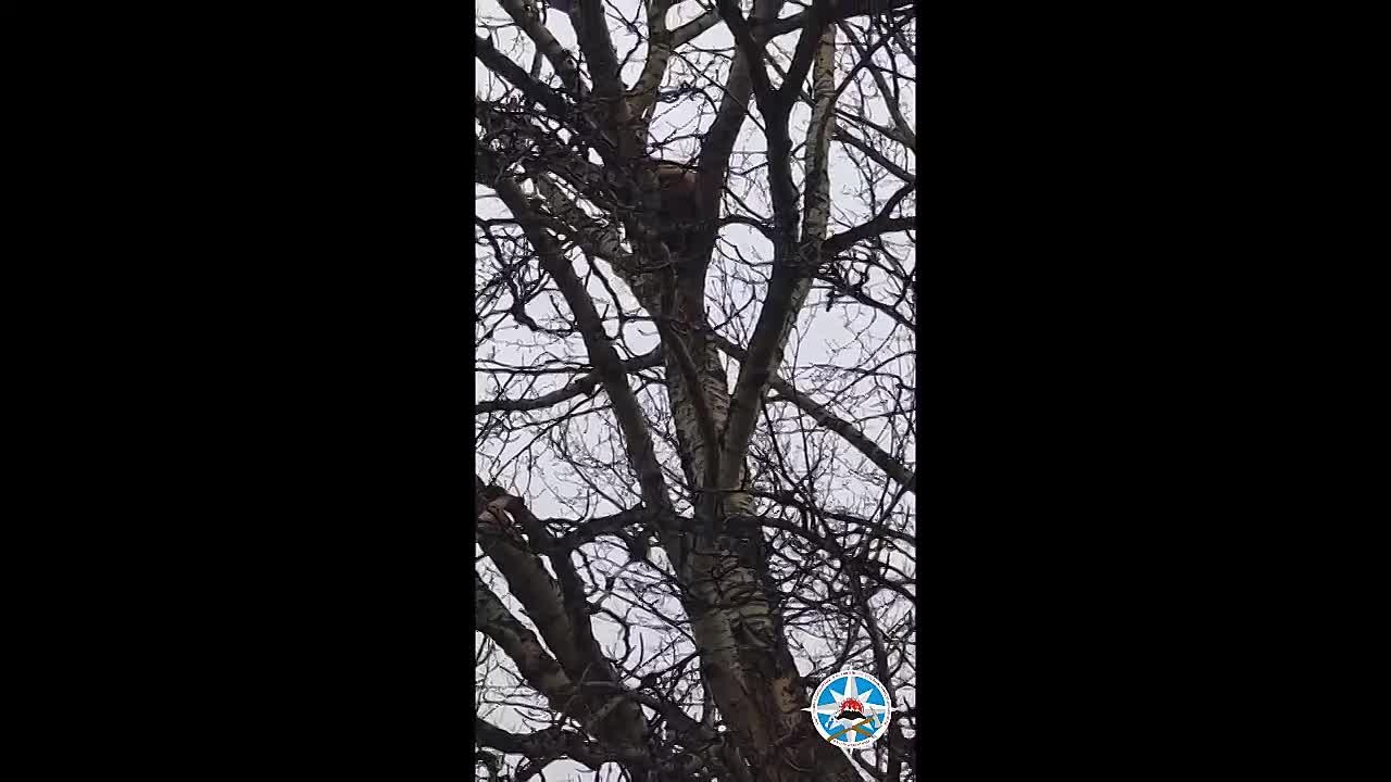 Трёх медвежат сняли с дерева в Коряках и передали в приют