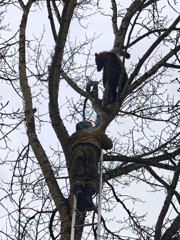 Трёх медвежат спасли на Камчатке — косолапая троица забралась на берёзу и устроила себе высотный отдых рядом с частным домом Трёх медвежат спасли на Камчатке — косолапая троица забралась на берёзу и устроила себе высотный отдых рядом с частным домом