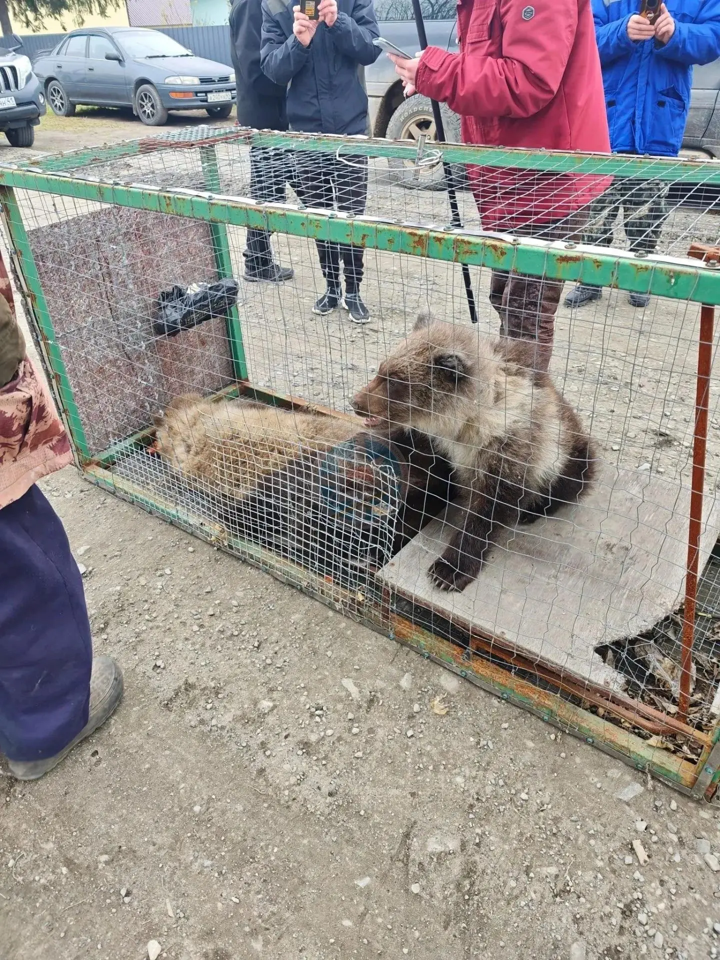 Медвежат усыпили в Коряках и доставили в приют