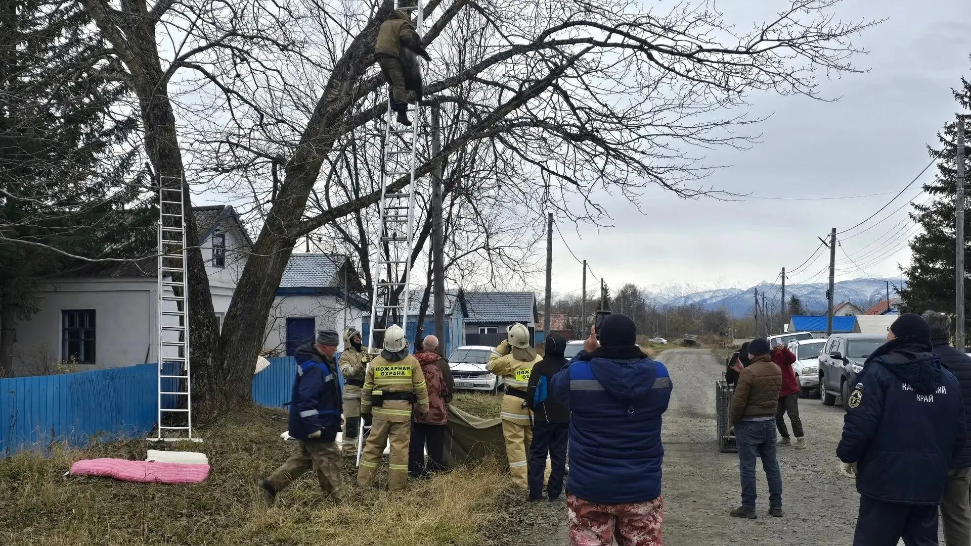 В Коряках спасатели сняли с дерева трёх медвежат