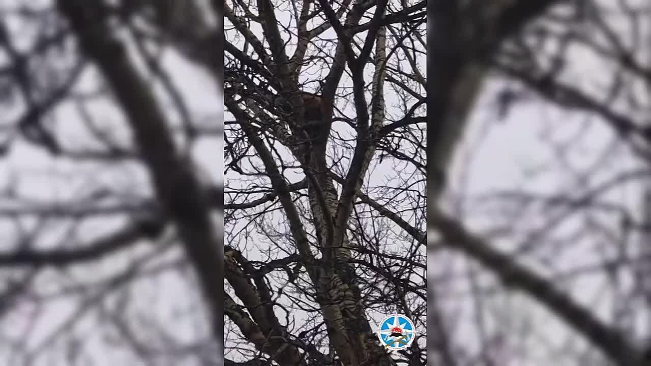 Трёх медвежат спасли на Камчатке — косолапая троица забралась на берёзу и устроила себе высотный отдых рядом с частным домом