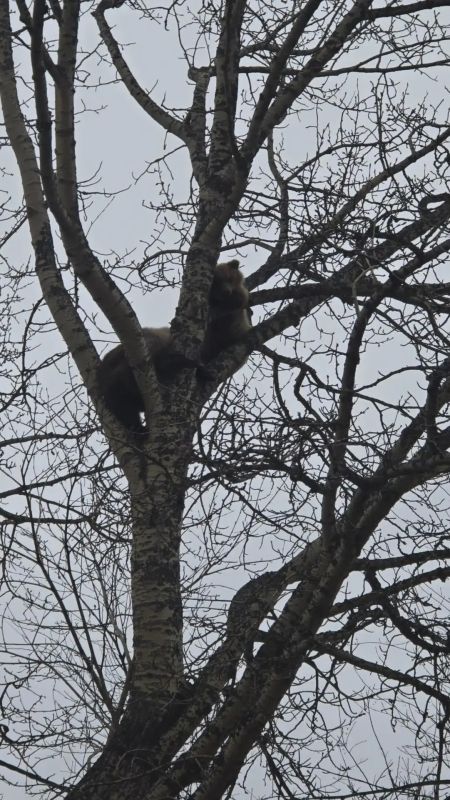 В Коряках спасатели сняли с дерева трёх медвежат В Коряках спасатели сняли с дерева трёх медвежат